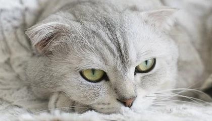 开云体育最新地址-埃及赛制解析:本土赛事如何影响国际大赛表现,埃及联赛